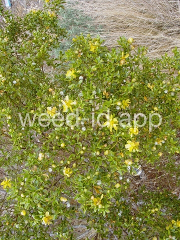 creosotebush